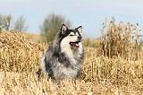 CHIEN FINNOIS DE LAPONIE 228